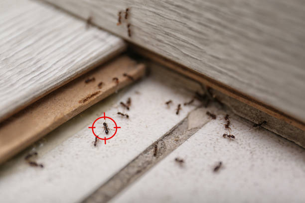 Best Best Pest Control Companies  in Arnaudville, LA