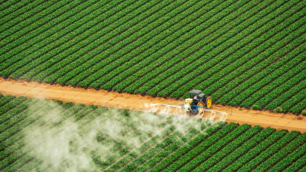 Best Local Pest Control Services  in Arnaudville, LA